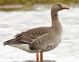 It is named for the patch of white feathers bordering the base of its bill, in fact albifrons comes from the latin albus white and frons forehead . Greater White Fronted Goose Songs And Calls Larkwire