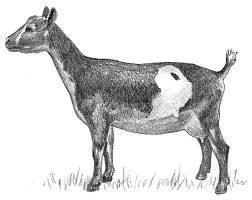 Maybe you would like to learn more about one of these? Miniature Dairy Goat Breeds Dummies