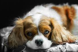Please let me know if you will have one available in saskatchewan, alberta or manitoba. Cavalier King Charles Spaniel Puppy Housetraining Problems Bechewy