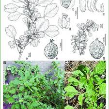 Image result for Amaranthus blitum