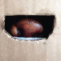 Eggroll, pancit & fried rice. Menu Susan S Kitchenette Filipino Restaurant In Bayside