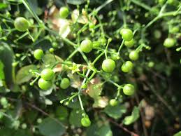 Image result for Triainolepis