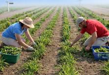 Get to Know Your Weeds : A How to Workshop