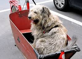 Top 10 Hunde Fahrradanhanger Ratgeber Vergleich 2020 Zehn Besten