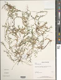 Image result for Coelachne africana