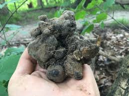 Image result for Polyporus pendulus