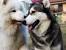 Corgi Samoyed