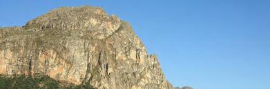 Image result for Schizochilus lepidus