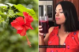 Kelopak yang sudah dipisahkan dengan biji dicuci hingga bersih, lalu. Rutin Minum Air Rendaman Bunga Sepatu Setiap Hari Wanita Ini Alami Perubahan Tak Terduga Pada Tubuhnya Dalam Waktu Singkat Semua Halaman Sajian Sedap