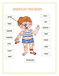 On this page, you can find a collection of pdf worksheets for teaching parts of the this first body parts worksheet is great for teaching body parts vocabulary in english. Parts Of The Body Worksheet