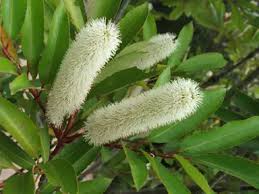 Image result for Cunonia