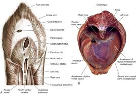 Topography of the abdominal organs and relationships of the. Diaphragmatic Hernias Veterian Key