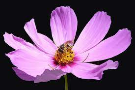 Cosmos Seeds For All Kinds Of Bees Honey Bee Suite Bee On Flower Cosmos Bee