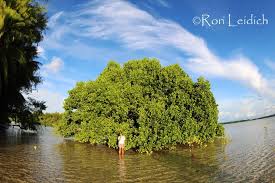 Image result for Sonneratia alba