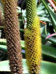 Image result for Aloe spicata