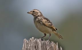 We did not find results for: Branjangan Jawa Ebird