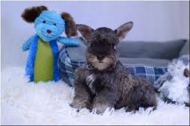 Akc miniature schnauzers in texas. Black And Silver Schnauzer Puppies For Sale Toy Schnauzer Dog Breeder In Ok Rojos Miniature Schnauzers Schnauzer Puppy Dog Breeder Toy Schnauzer