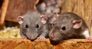 We have a lot of clients who suffer from rat activity under. Oregon Winter And Not Sharing Your Home With Rodents Northwest Pest