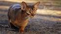 The 20 Most Rare Cat Breeds In The World