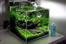 Akwarium 30x30x30 Szukaj W Google Aquarium Fish Tank Aquarium Fish Nano Aquarium