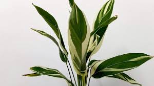 Image result for Maranta arundinacea