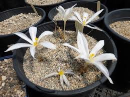 Image result for Gethyllis