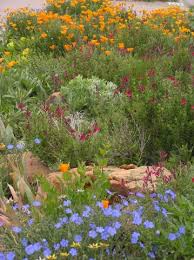 See more ideas about plants, wild flowers, flower garden. Discover These Plants Seven Garden Worthy Wildflowers High Plains Gardening