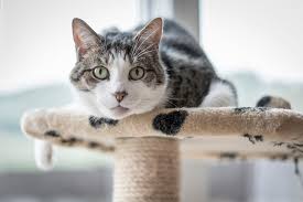 Don't work yourself on pm, just do em in a time of ur choice. Are Cats Responsible For Cat Ladies Scientific American