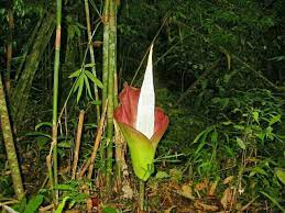 A Verr Rare Titam Anum Found On Mount Singgai Bau Sarawak Also Known As Corpse Flower Give Out Awful Smell Like Thos Corpse Flower Attracting Bees Sarawak