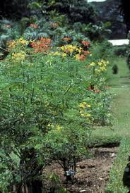 Image result for Caesalpinia cassioides
