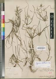 Image result for Cyperus sphacelatus