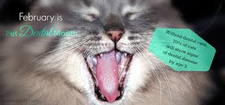 Tartar buildup (mainly in older cats). Vet 101 Senior Cat Dental Health Cat Wisdom 101 Everything Feline Since 2011