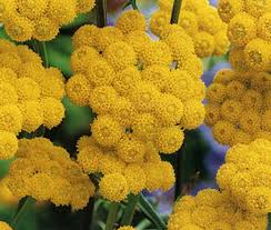 Image result for Ageratum