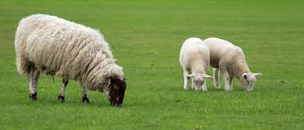 Verb when animals graze or are grazed, they eat the grass or other plants that are growing in a particular place. Sheep Grazing A Management Guide Nwf Agriculture News