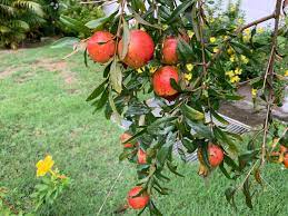 Pomegranate Tree In Singapore Yes Pomegranate Can Grow In Singapore Singapore Nature Plants