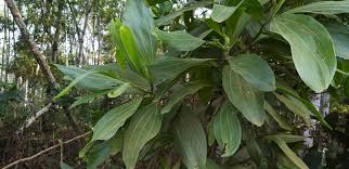 Image result for Acacia mangium