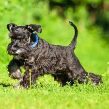 My dogs weights are last posted at 1 1/2 years old, which is when i feel that they are full grown. Schnauzer Miniature Puppies For Sale Adoptapet Com