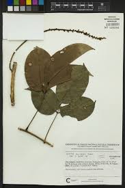 Image result for Macropsychanthus