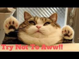 Funny Animal Videos Youtube In 2020 Animals Funny Cats Funny Cats Funny Animal Videos