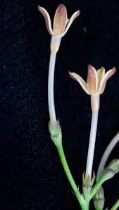 Image result for Kohautia caespitosa