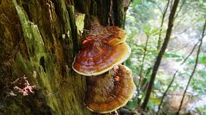 Image result for Ganoderma tsugae