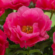 Heartland peony society commercial sources of peonies the heartland peony society is not responsible for the quality of goods or services offered by any listed supplier. Paeonia Paula Fay White Flower Farm