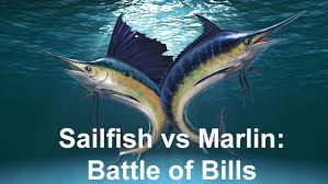 Sailfish Vs Marlin The Battle Of The Bills