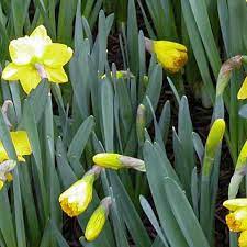 Why Your Daffodils Are Not Blooming Daffodils Planting Daffodils Daffodil Flower