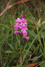 Image result for Dipcadi marlothii