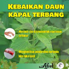 Benih jagung bisi 18 isi kemasan 1 kg cap kapal terbang. Afiat Hq Kalau Ada Luka Luka Kecil Bolehla Guna Daun Facebook