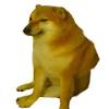 The shiba inu (柴犬, japanese: Https Encrypted Tbn0 Gstatic Com Images Q Tbn And9gcsthtrxjt4iszm5pfgzrn Phuuu7f8ajurqkj1id7oulo723zic Usqp Cau