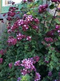 Image result for Origanum