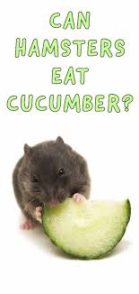 Here are some vegetables your hammy can totally eat: Can Hamsters Eat Cucumber A Food Safety Guide