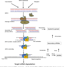 Nematodes have the greatest impact on crop productivity when they attack the roots of nematode control is. Pdf Engineering Crop Plants For Nematode Resistance Through Host Derived Rna Interference Semantic Scholar